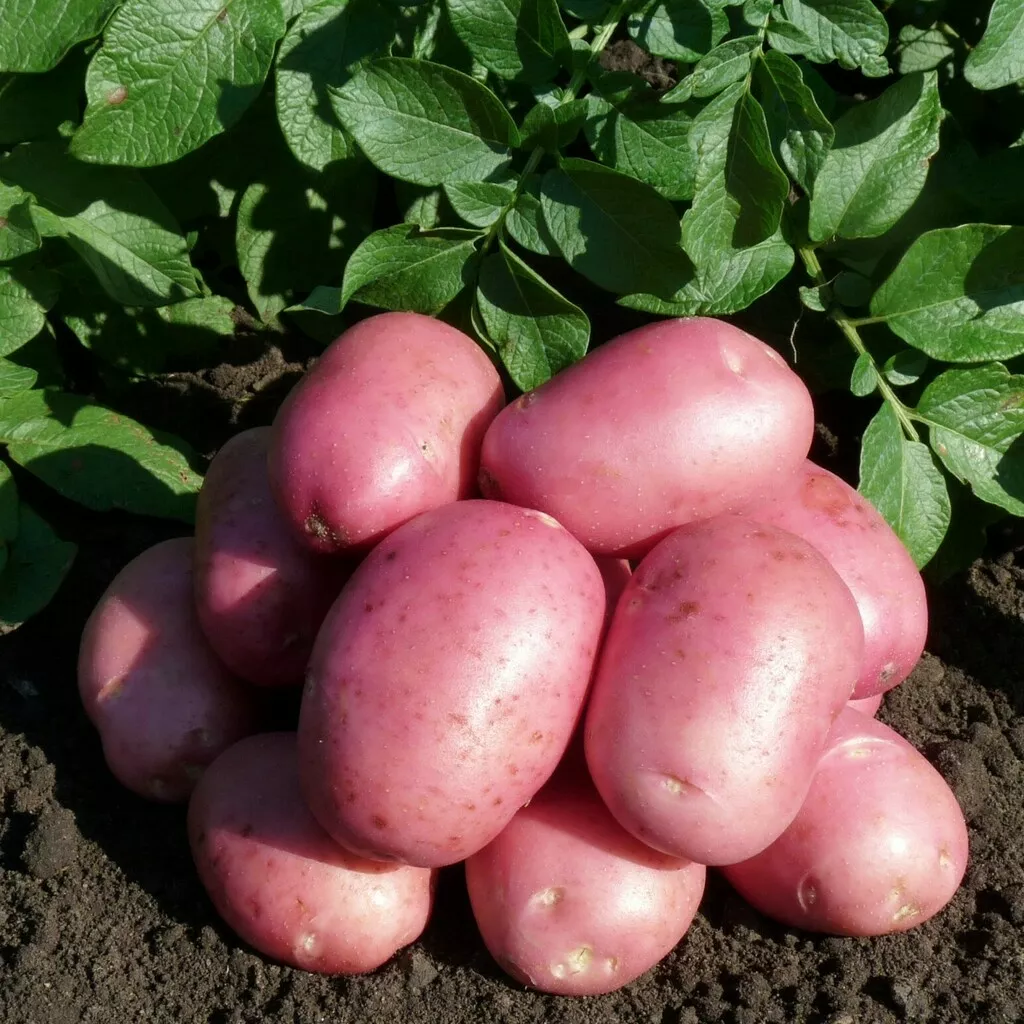 семенной картофель в Иваново и Ивановской области